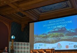 Immagine Conferenza sulla Restaurazione dell’Herbier di Posidonia nella Zona RAMOGE, Organizzata dall’Accordo RAMOGE nel Contesto della Monaco Ocean Week