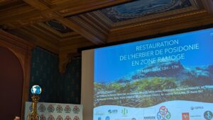Immagine Conference on the Restoration of Posidonia Seagrass in the RAMOGE Area, Organized by the RAMOGE Agreement as part of the Monaco Ocean Week