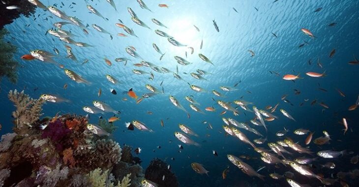 Immagine Il Governo Principesco, la Società di Sfruttamento dei Porti di Monaco e la Società Monégasca di Bonifica uniscono le loro forze per preservare l’ambiente marino.