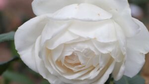 Immagine 7th International Rose Competition: Vote and Award the Public Prize