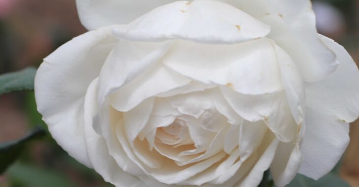 Immagine 7th International Rose Competition: Vote and Award the Public Prize
