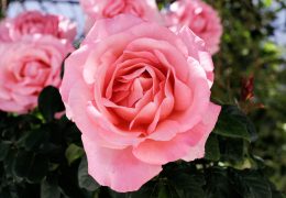 Immagine Remise du 4ème Prix du Public et festivités à la Roseraie Princesse Grace dans le cadre du 7ème Concours International de Roses