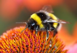 Immagine APIdays: « Journées nationales de l’abeille, sentinelle de l’environnement »