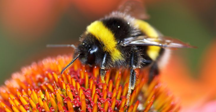Immagine APIdays: « Journées nationales de l’abeille, sentinelle de l’environnement »