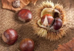 Immagine Where to Enjoy a Chestnut Festival in Nice