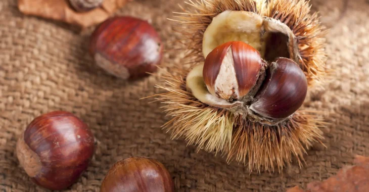 Immagine Where to Enjoy a Chestnut Festival in Nice