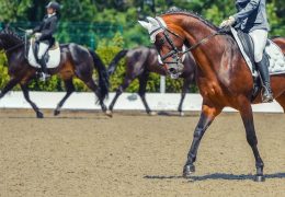 Immagine Dove Fare Equitazione a Monte Carlo: Guida per Gli Appassionati di Cavalli