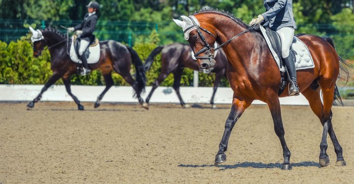 Immagine Dove Fare Equitazione a Monte Carlo: Guida per Gli Appassionati di Cavalli