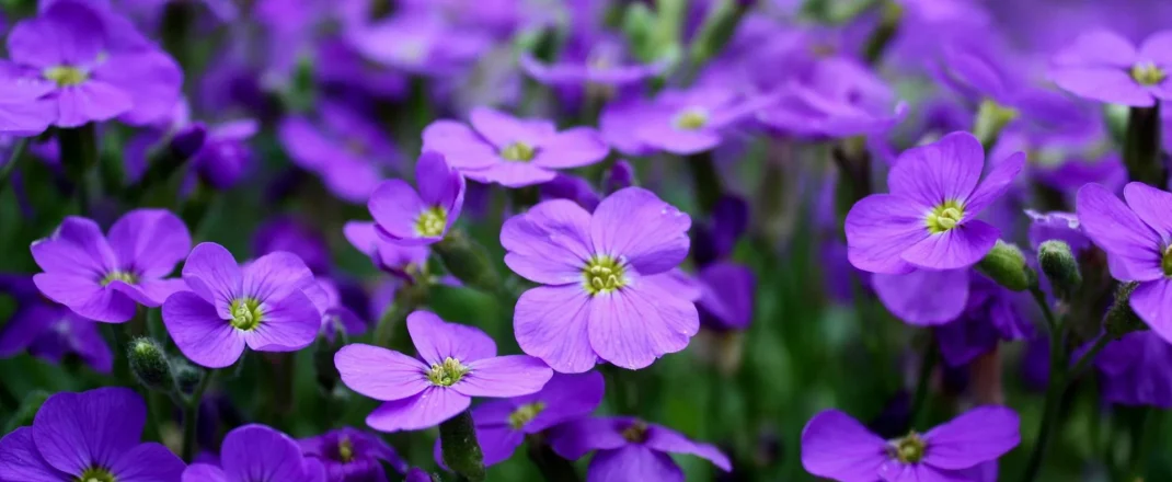 Immagine La Fête des Violettes de Tourrettes sur Loup