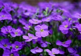 Immagine La Fête des Violettes de Tourrettes sur Loup