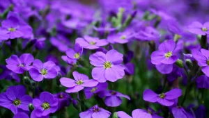 Immagine La Fête des Violettes di Tourrettes sur Loup