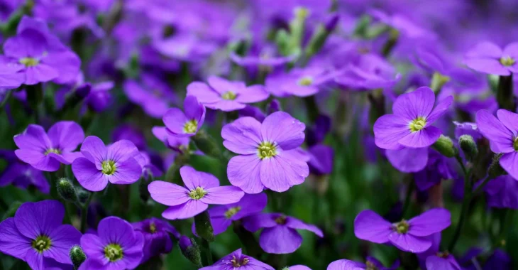 Immagine La Fête des Violettes de Tourrettes sur Loup