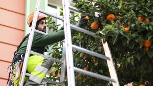 Immagine Raccolta annuale delle bigarade (arancio amaro)