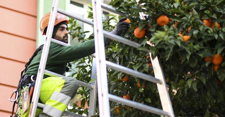 Immagine Récolte annuelle des bigarades