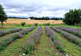 Immagine Chicche di Lavanda: il benessere naturale della lavanda officinale