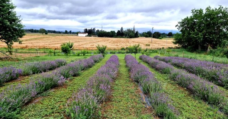 Immagine Chicche di Lavanda: il benessere naturale della lavanda officinale