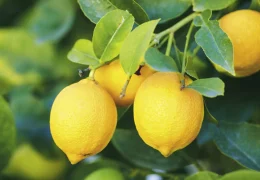 Immagine Fête du Citron di Mentone 2025: tutti gli appuntamenti da non perdere