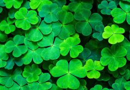 Immagine Aujourd’hui, c’est la Saint-Patrick: célébrations à Nice et Cannes