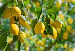 Immagine Menton International Citrus Fair 2025