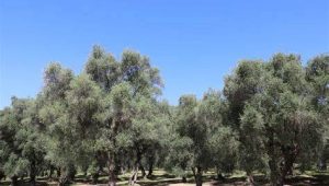 Immagine La Festa di maggio al Parc du Pian di Mentone