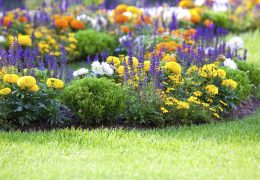 Immagine Antibes in fiore: tornano le Floralies 2025, un mese di natura, colori e creatività