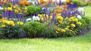Immagine Antibes in fiore: tornano le Floralies 2025, un mese di natura, colori e creatività