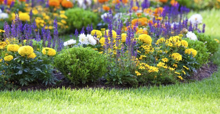 Immagine Antibes en Fleurs : le retour des Floralies 2025, un mois de nature, de couleurs et de créativité