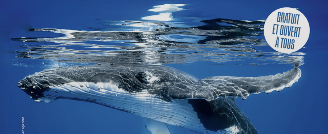 Immagine Nizza si tinge di blu con La Baleine, la spettacolare installazione immersiva dedicata all’oceano