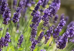 Immagine L’Incanto della Lavanda: Grasse celebra la regina della Provenza