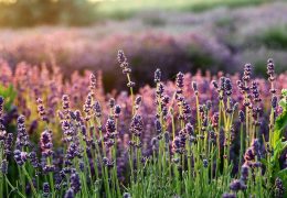 Immagine L’Incanto della Lavanda: Grasse celebra la regina della Provenza