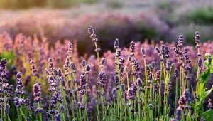 Immagine L’Incanto della Lavanda: Grasse celebra la regina della Provenza