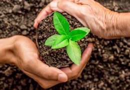 Immagine Monaco rinnova il suo impegno verde: torna il “Don de plantes” al Parc Princesse Antoinette
