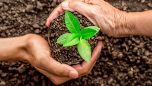 Immagine Monaco rinnova il suo impegno verde: torna il “Don de plantes” al Parc Princesse Antoinette