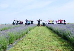 Immagine Au cœur des champs de lavande du Monferrato : une expérience entre nature, vin et bien-être
