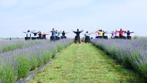 Immagine Tra i campi di lavanda del Monferrato: un’esperienza tra natura, vino e benessere