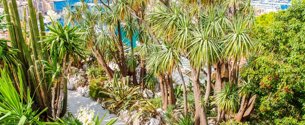 Immagine Riapertura Giardino Esotico di Monaco 2026: date, lavori e informazioni utili
