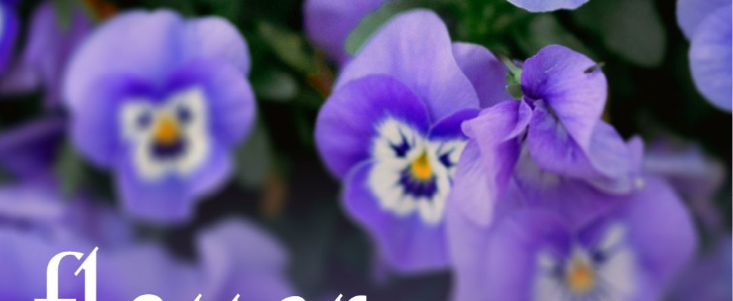 Immagine Dalla Costa Azzurra ad Alassio: il festival FLAUER 2026 è la gita perfetta tra fiori, cucina e sostenibilità