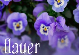 Immagine Dalla Costa Azzurra ad Alassio: il festival FLAUER 2026 è la gita perfetta tra fiori, cucina e sostenibilità