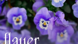 Immagine Dalla Costa Azzurra ad Alassio: il festival FLAUER 2026 è la gita perfetta tra fiori, cucina e sostenibilità