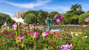 Immagine Monaco celebra l’8° Concorso Internazionale delle Nuove Rose 2026 alla Roseraie Princesse Grace