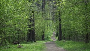 Immagine Beausoleil celebra la natura: Fête de la Forêt 2026 al Parc de Grima e ciné-concert al Village Charlot