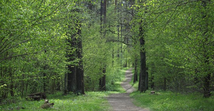 Immagine Beausoleil celebra la natura: Fête de la Forêt 2026 al Parc de Grima e ciné-concert al Village Charlot