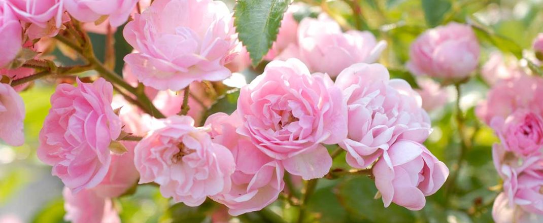 Immagine Concorso Internazionale delle Rose Nuove di Monaco 2026: il 23 settembre la premiazione al Roseto Principessa Grace