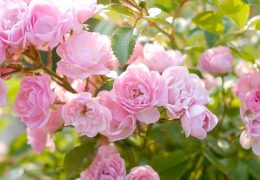 Immagine Concorso Internazionale delle Rose Nuove di Monaco 2026: il 23 settembre la premiazione al Roseto Principessa Grace