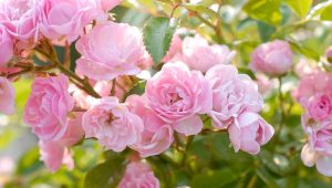 Immagine Concorso Internazionale delle Rose Nuove di Monaco 2026: il 23 settembre la premiazione al Roseto Principessa Grace