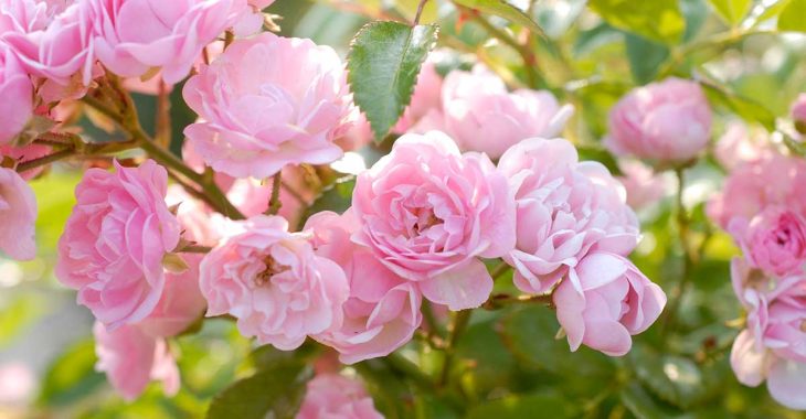 Immagine Concorso Internazionale delle Rose Nuove di Monaco 2026: il 23 settembre la premiazione al Roseto Principessa Grace Immagine Concorso Internazionale delle Rose Nuove di Monaco 2026: il 23 settembre la premiazione al Roseto Principessa Grace