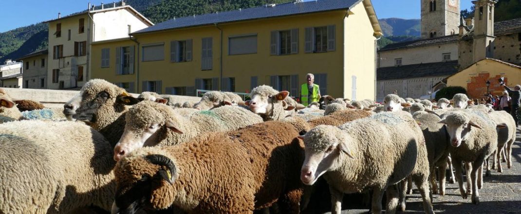 Immagine La Brigue, torna la Fête de la Brebis Brigasque: il 18 ottobre la 16ª edizione tra pastorizia e artigianato